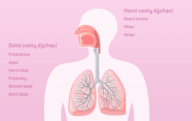 Horní cesty dýchací - Dolní cesty dýchací